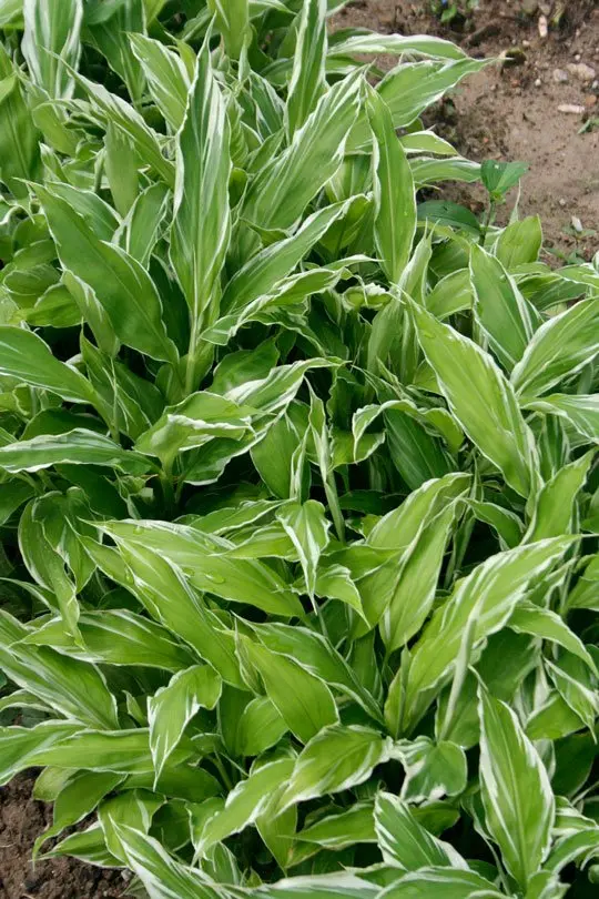 Zingiber mioga 'White Feather'