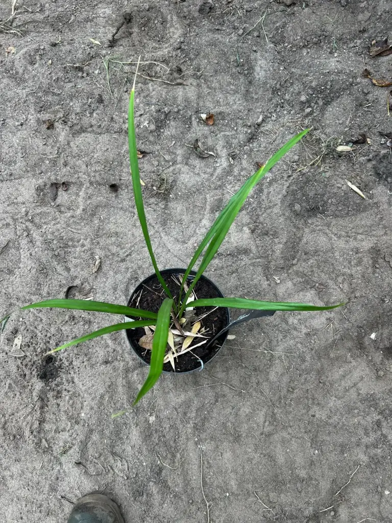[229] Aspidistra caespitosa 'Jade Ribbons'