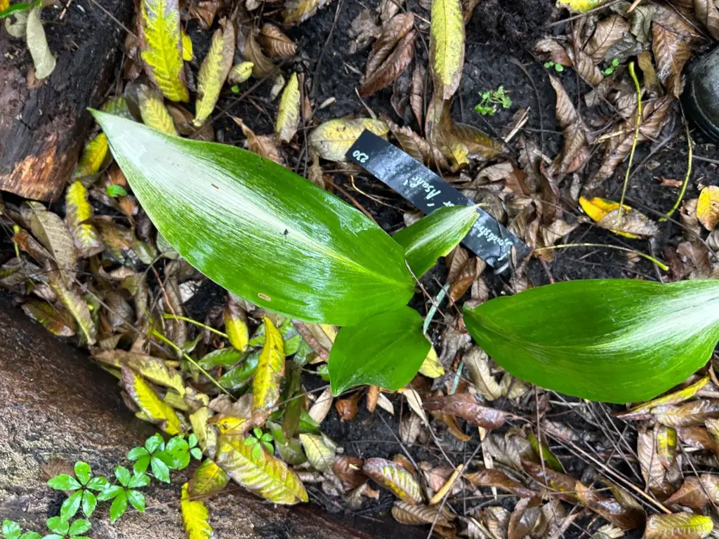 Aspidistra elatior 'Asahi'