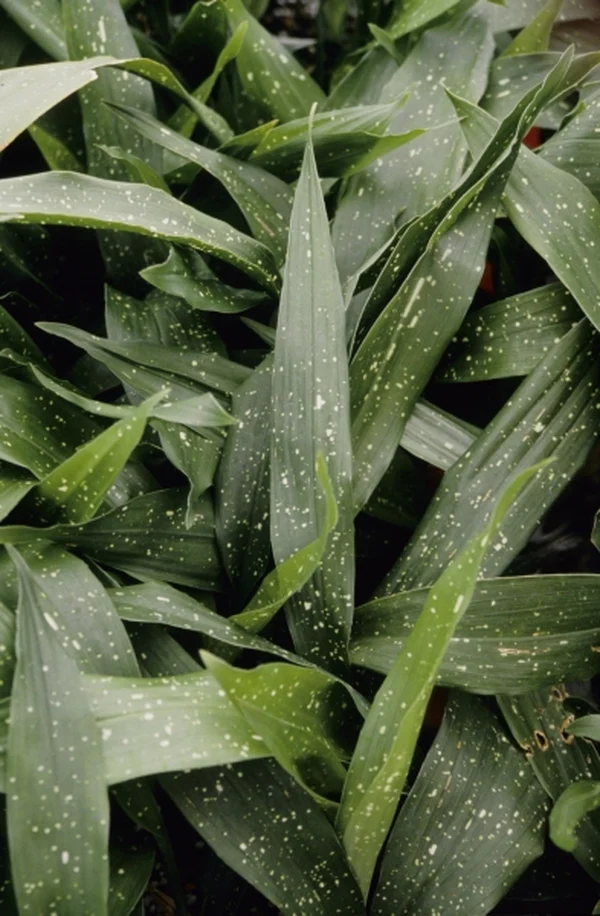 Aspidistra vietnamensis 'Ginga' (syn. sichuanensis 'Ginga')