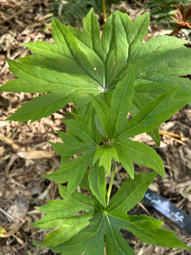 [242] Syneilesis palmata 'Aka Fu'