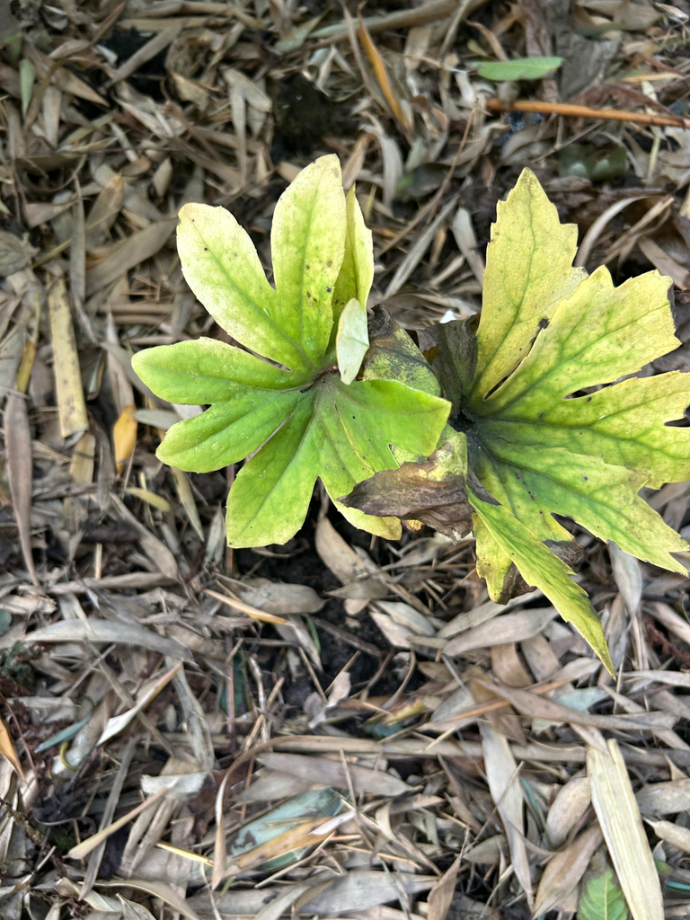 Syneilesis palmata 'Aka Fu'