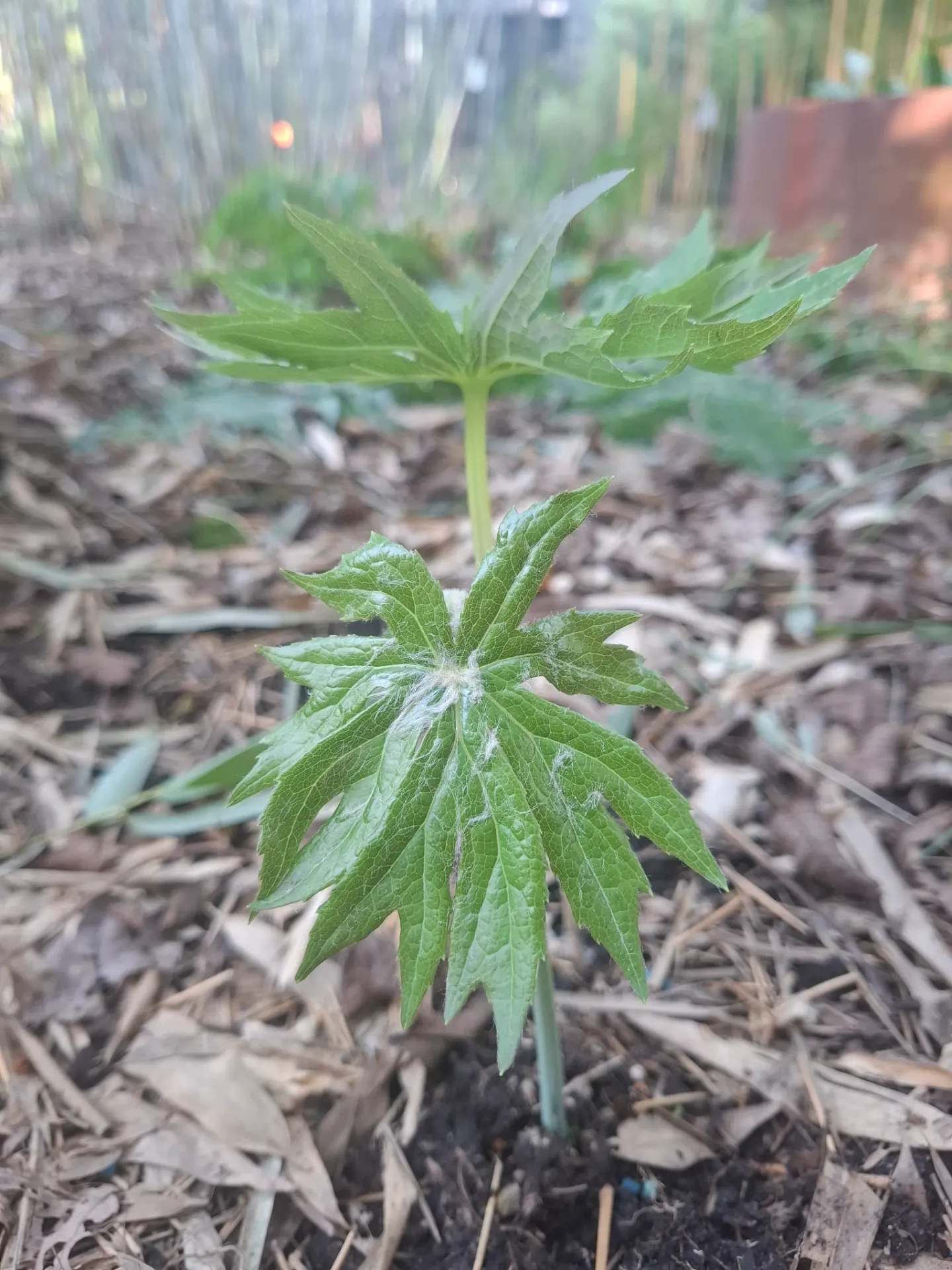 [242] Syneilesis palmata 'Aka Fu'