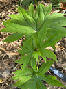 Syneilesis palmata 'Aka Fu'