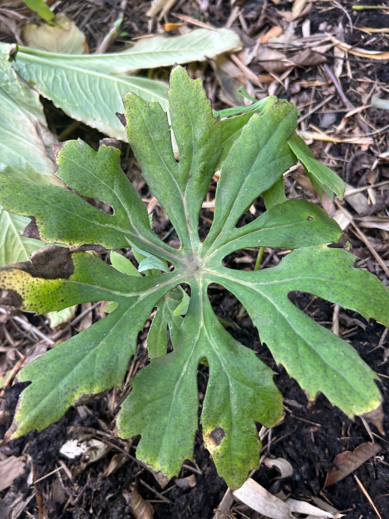 [241] Syneilesis palmata ex. Shishiba