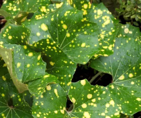 Farfugium japonicum 'Aureomaculatum'