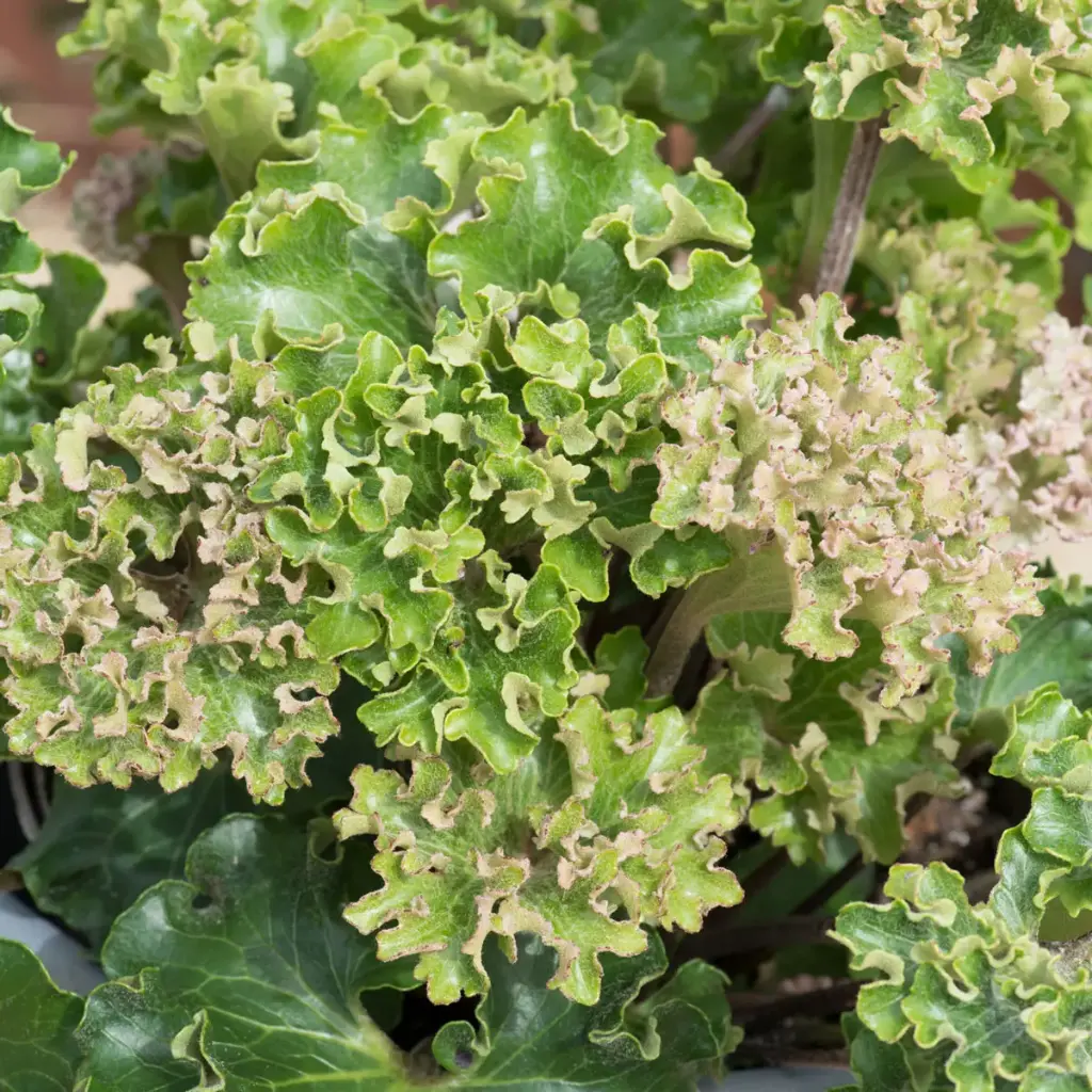 Farfugium japonicum 'Wavy Gravy'