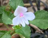 Impatiens kilimanjari (?)