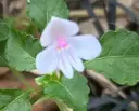 Impatiens kilimanjari (?)