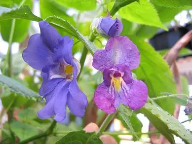 Impatiens puberula