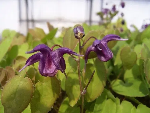 Epimedium grandiflorum 'Shiho'