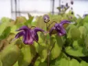 Epimedium grandiflorum 'Shiho'