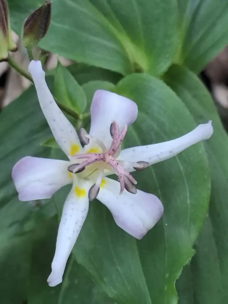 Tricyrtis hirta 'Raspberry Mouse'