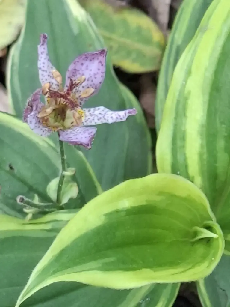 Tricyrtis formosana 'Autumn Glow'