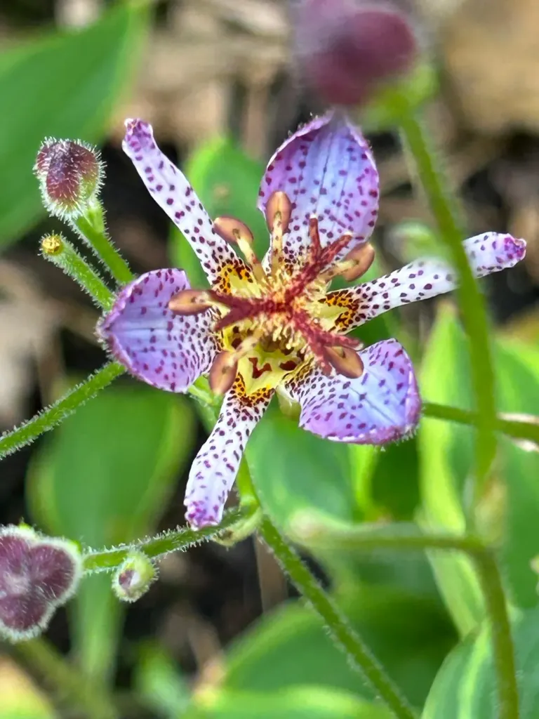 [259] Tricyrtis formosana 'Autumn Glow'