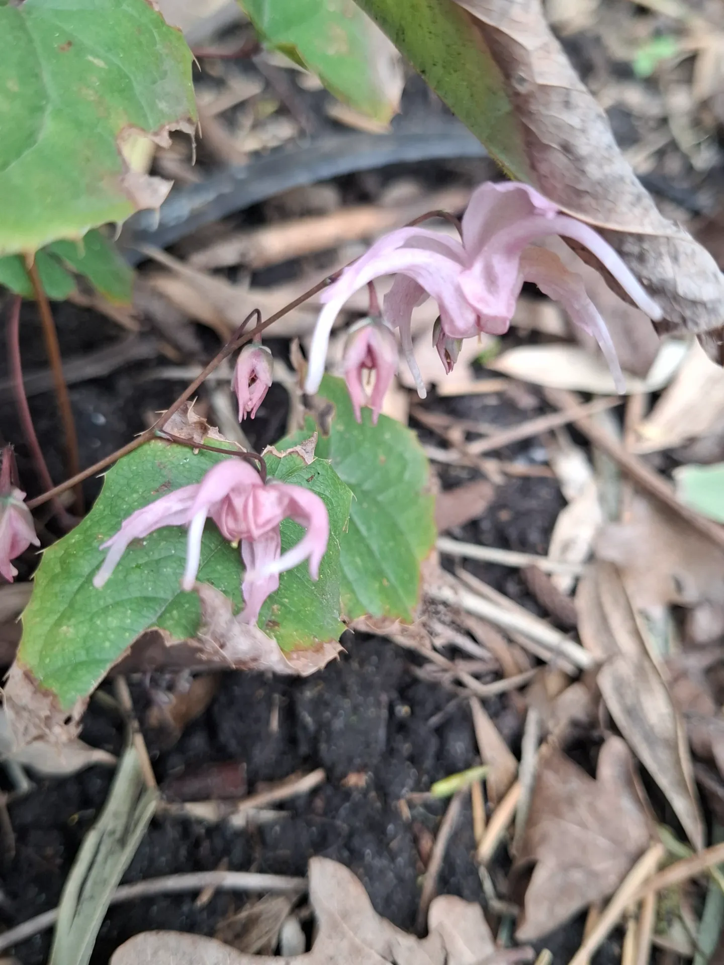 Epimedium 'Togen'
