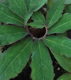 [270] Sauromatum horsfieldii 'Red Stern' (syn. 'Red Form')