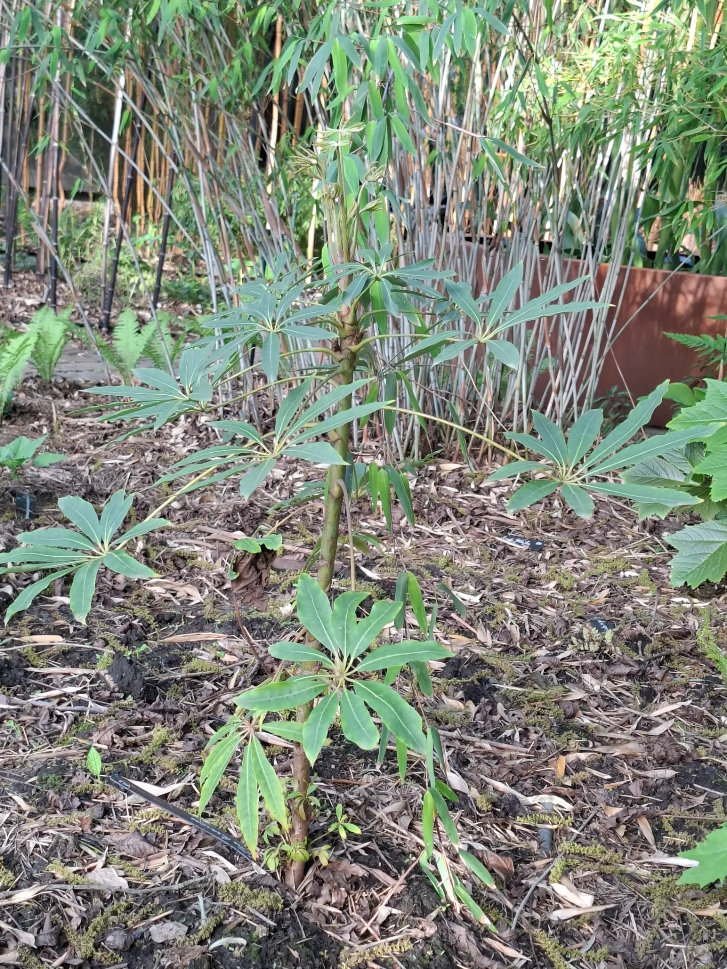 [123] Heptapleurum taiwaniana (syn. Schefflera taiwaniana)