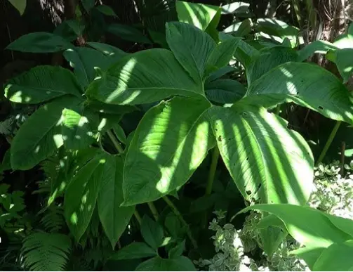 [189] Sauromatum nubicum 'Indian Giant'