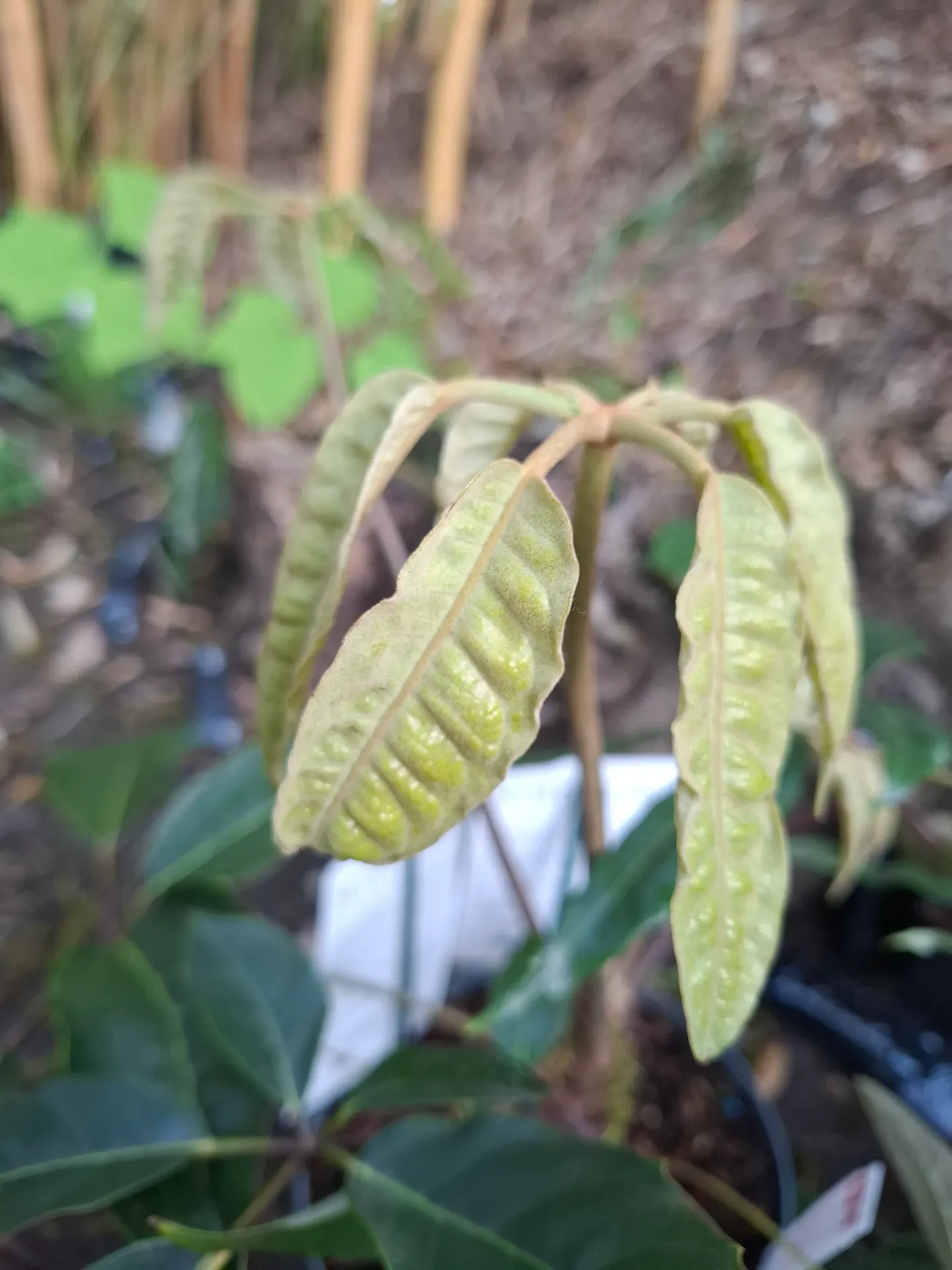 Heptapleurum delavayi (syn.Schefflera delavayi)