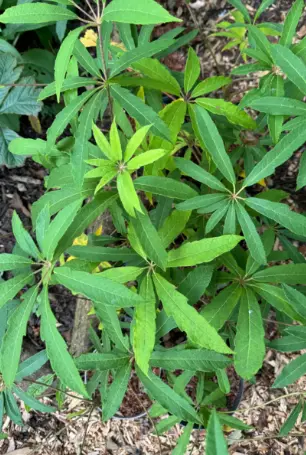[244] Heptapleurum Rhododentrifolia (syn. Schefflera Rhododentrifolia)