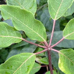 Heptapleurum macrophylla (syn. Schefflera macrophylla)