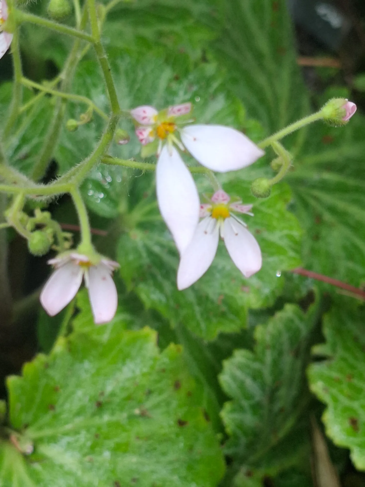 [265] Saxifraga stolonifera 'Nezu Jinja'