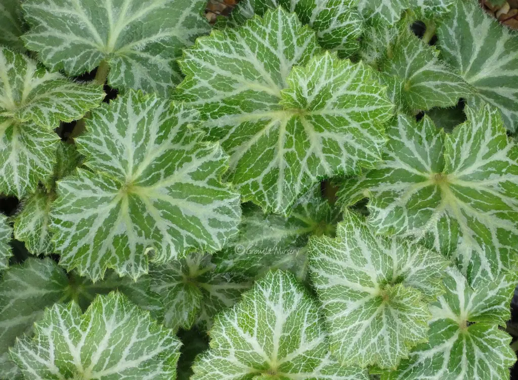 Saxifraga stolonifera 'Nezu Jinja'