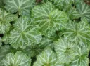 Saxifraga stolonifera 'Nezu Jinja'