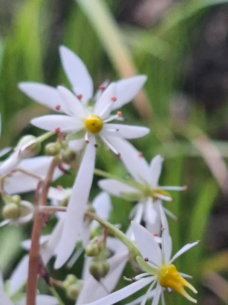 Saxifraga fortunei 'Wada'