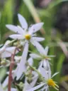 Saxifraga fortunei 'Wada'