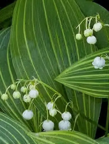[257] Convallaria majalis 'Variegata'