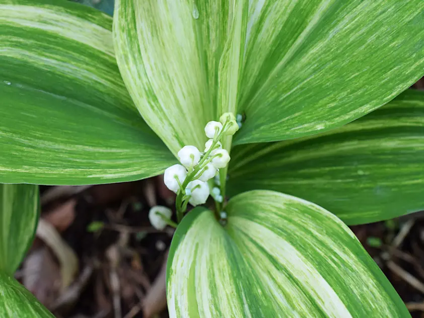 Convallaria keiskei Shiro Shima fu