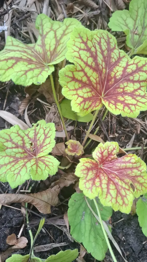 [271] Heuchera villosa 'Red Lightning'