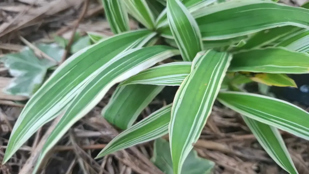 [267] Carex ciliatomarginata 'Treasure Island'