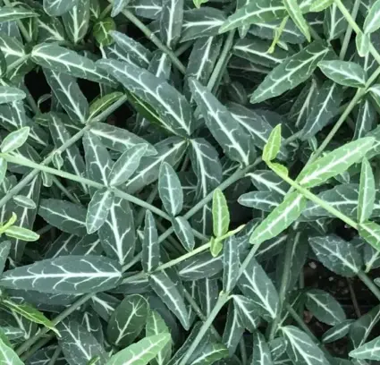 [264] Euonymus fortunei 'Wolong Ghost'