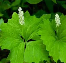 [554] Achlys triphylla