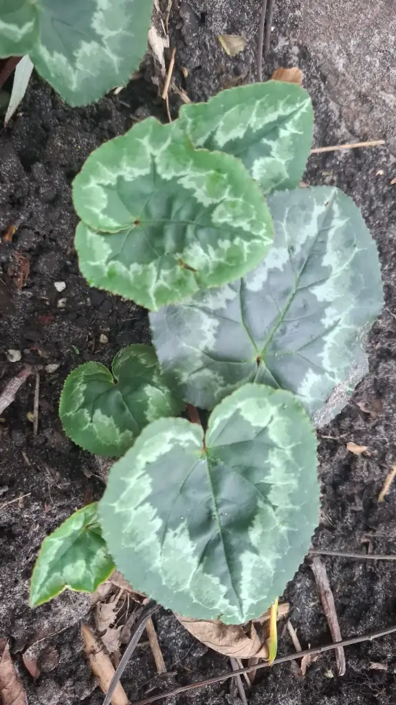 Cyclamen hederifolium