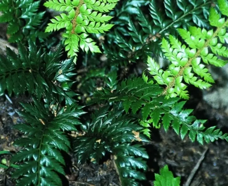 Polystichum 'Spiny Holly Fern'