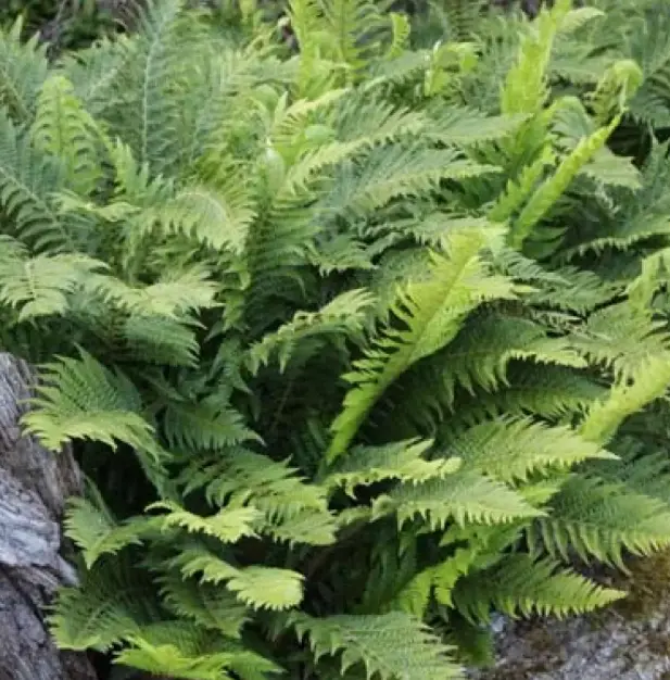 Polystichum aculeatum 'Portia' 