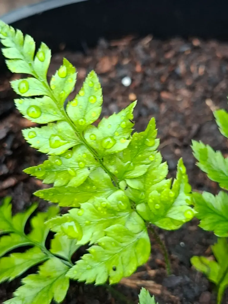 [222] Polystichum Jishushanenese