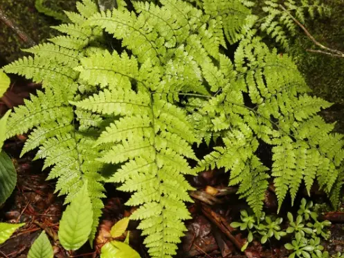 Arachniodes miqueliana