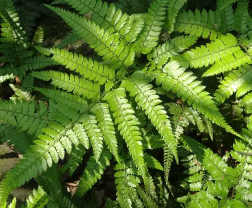 Pteris Wallichiana 'Black stem'