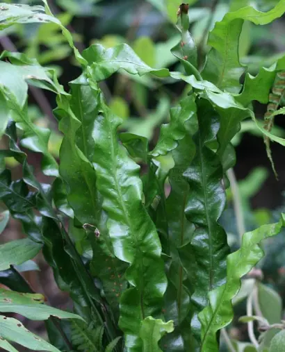 Neolepisorus Lancifolius