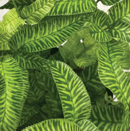 Coniogramme Emeiensis