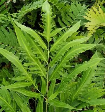 Coniogramme intermedia 'Yoroi Musha'