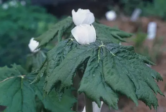 Podophyllum hexandrum 'Majus'