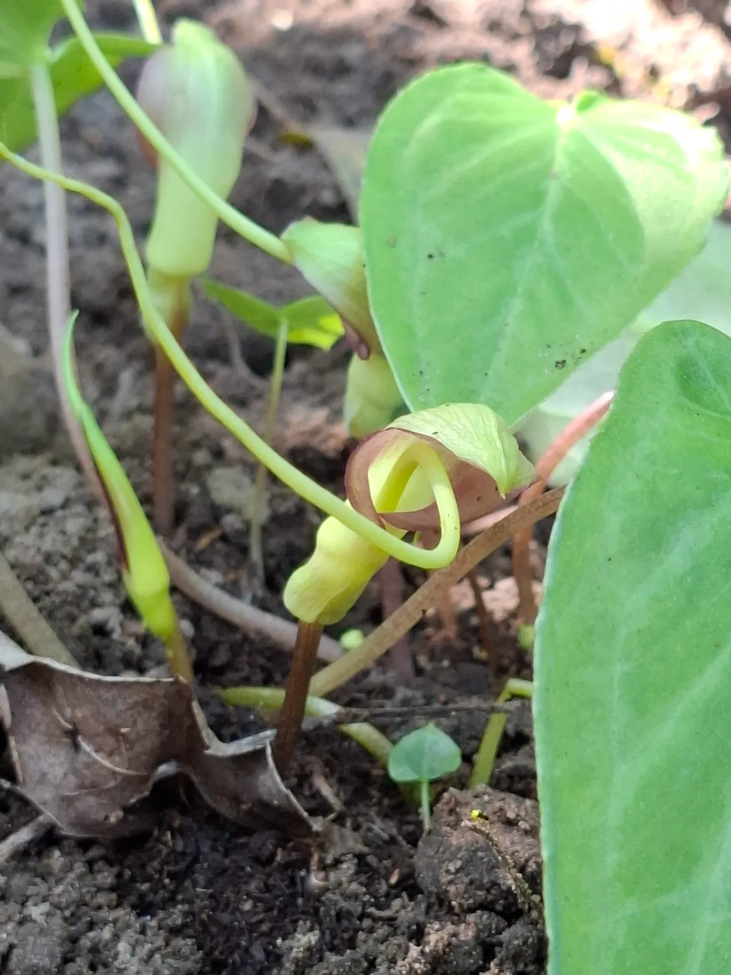 [245] Pinellia cordata 'Green Form'
