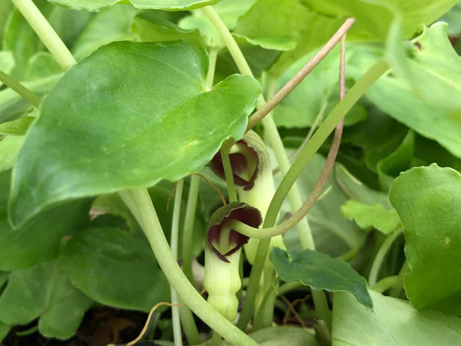 Pinellia cordata 'Green Form'