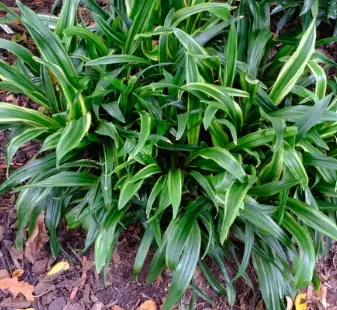 Rohdea Japonica 'Gunjaku'